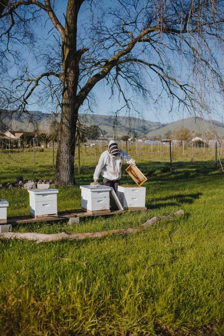 Apiarist Tending To Bees